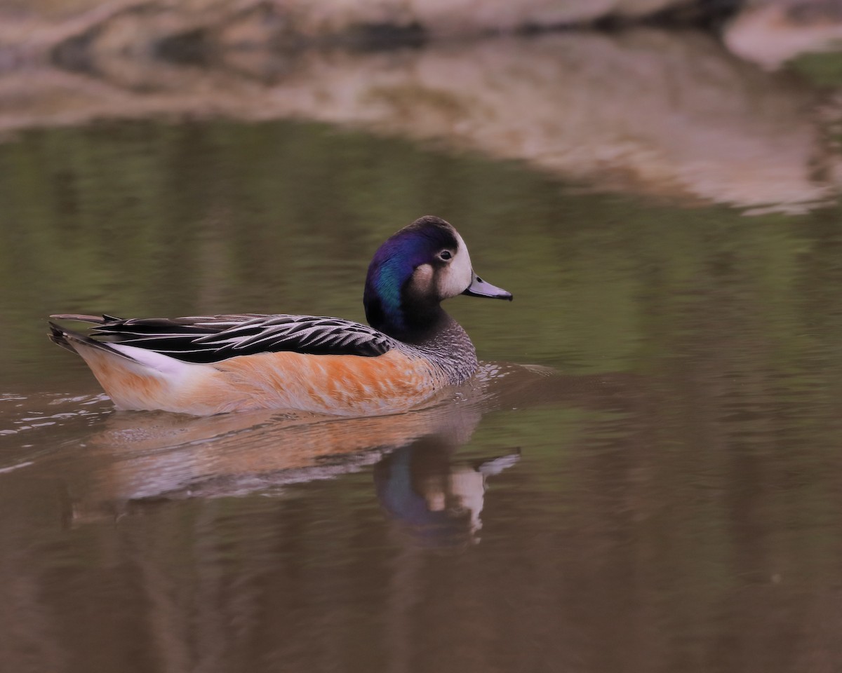 Chiloe Wigeon - ML562421581