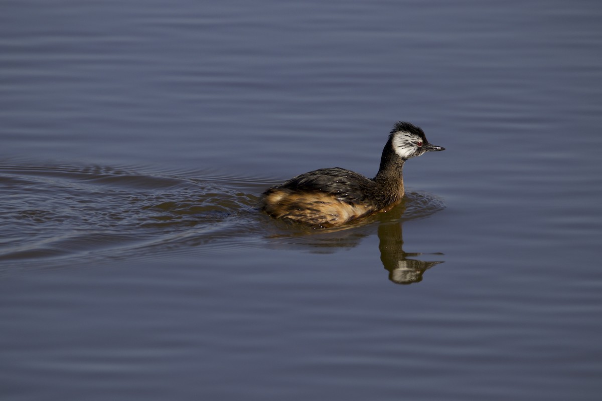 White-tufted Grebe - ML562422541