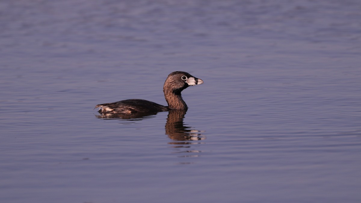 Pied-billed Grebe - ML562422911