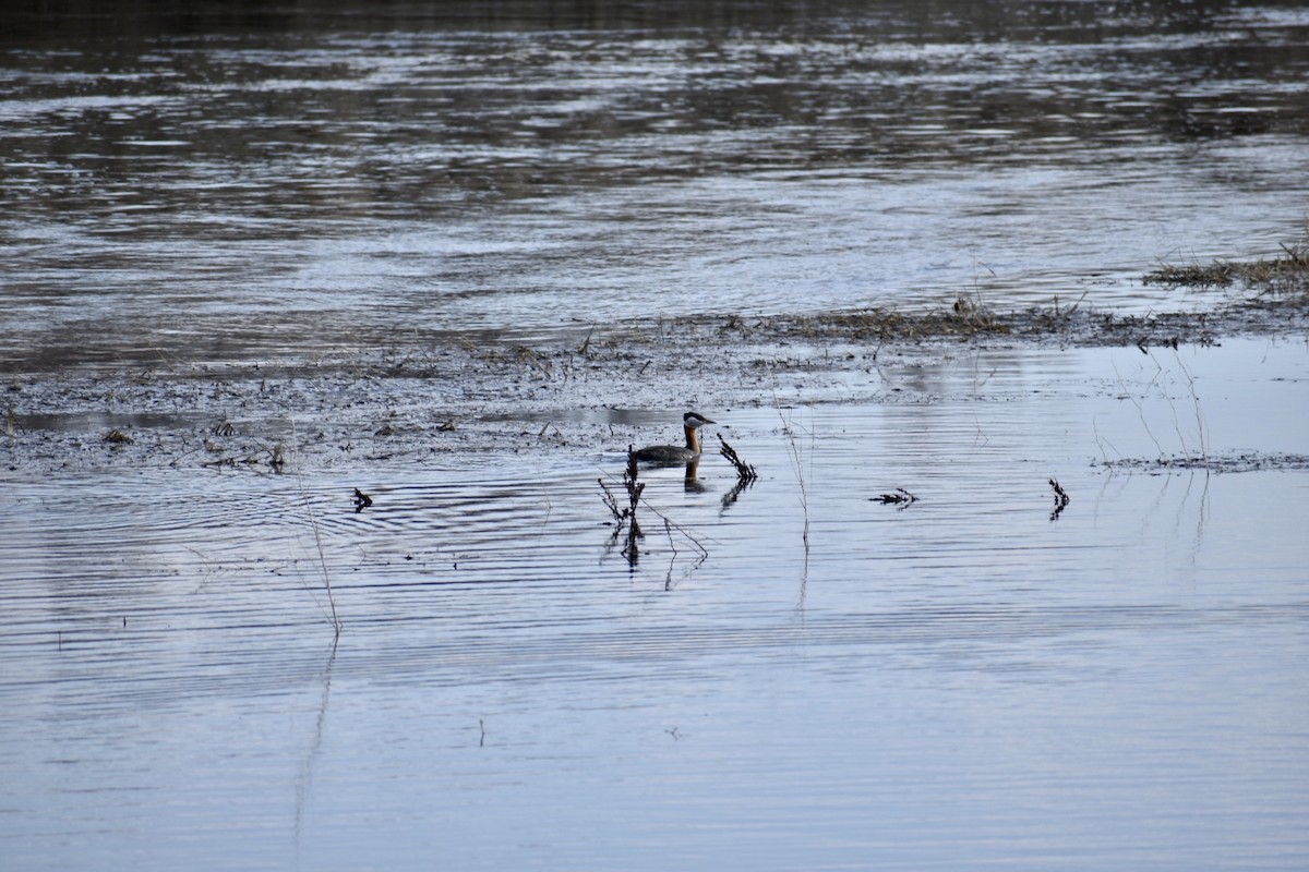 Red-necked Grebe - ML562423021