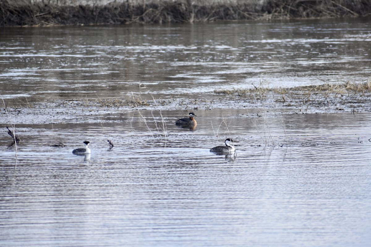 Western Grebe - ML562423101