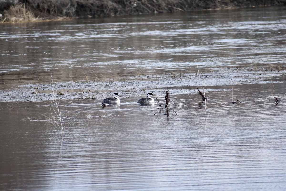 Western Grebe - ML562423111