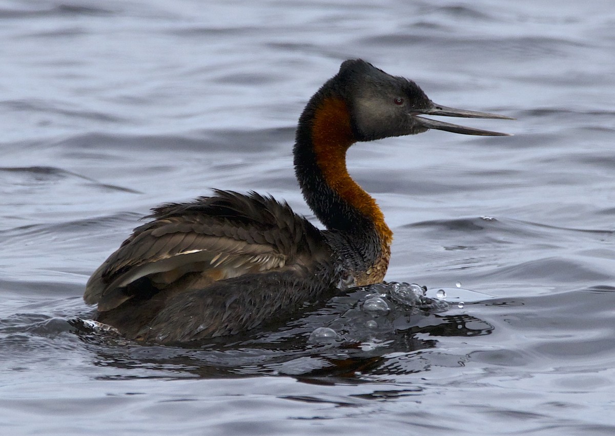 Great Grebe - ML562423151