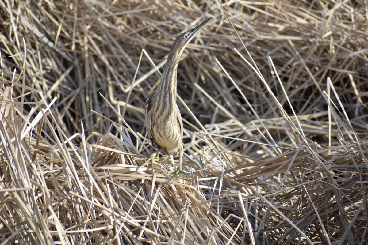 American Bittern - ML562423521