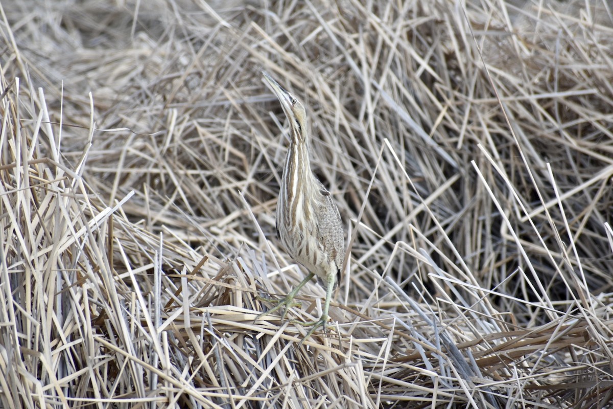 American Bittern - ML562423541