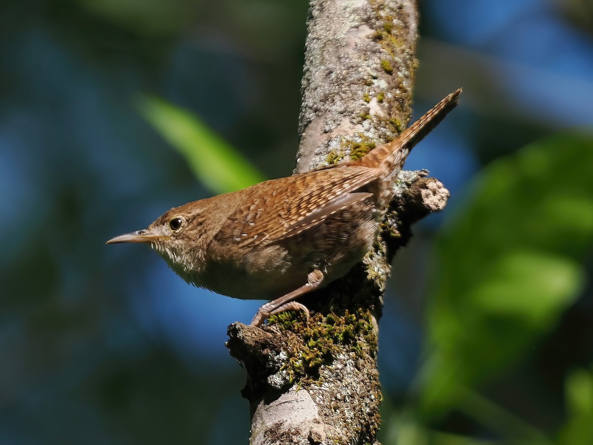 Northern House Wren - ML562424561