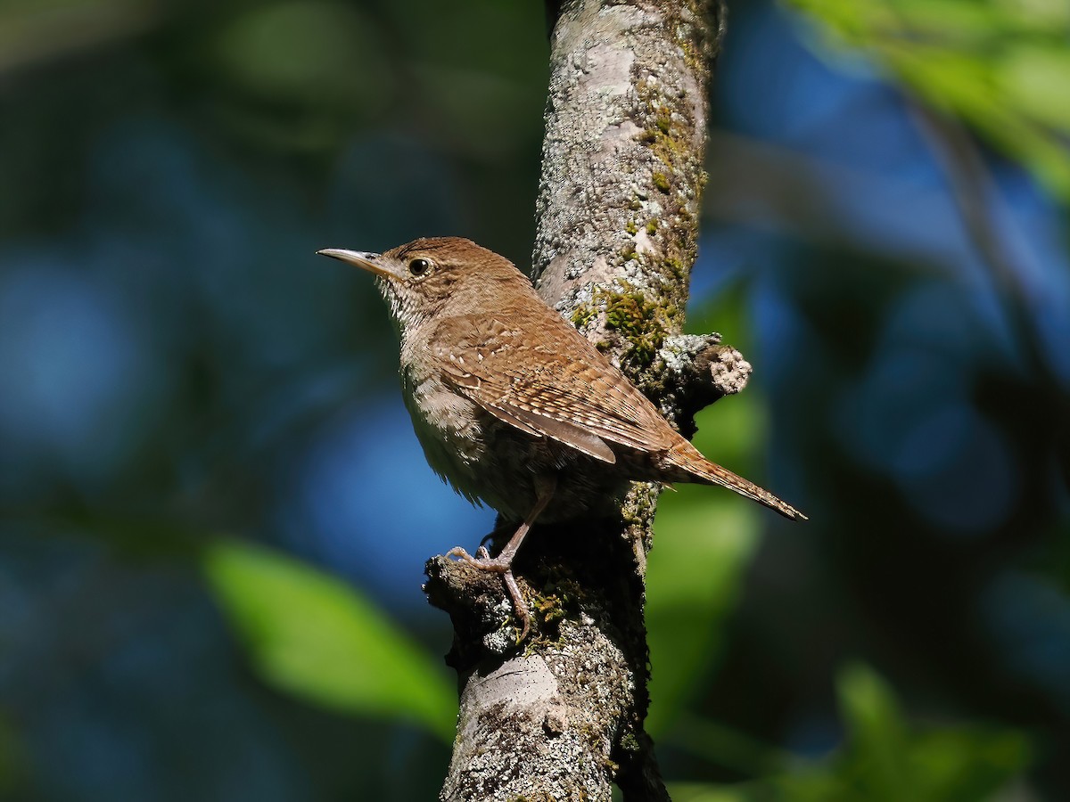 Northern House Wren - ML562424581