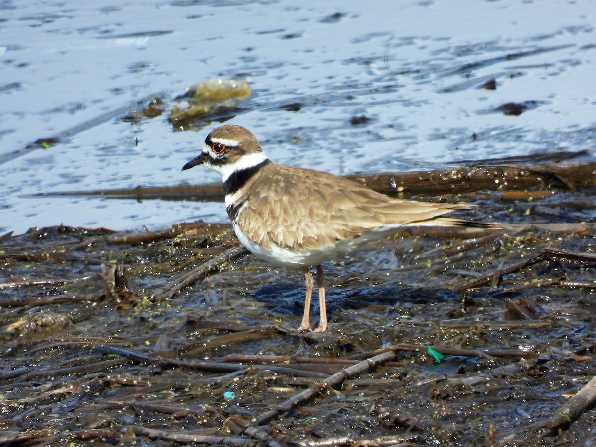 Killdeer - ML562424901