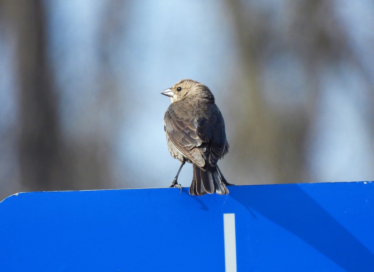 Brown-headed Cowbird - ML562425011