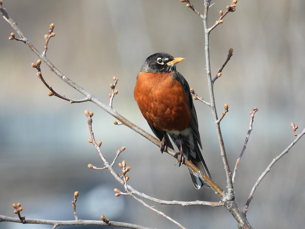 American Robin - ML562425071