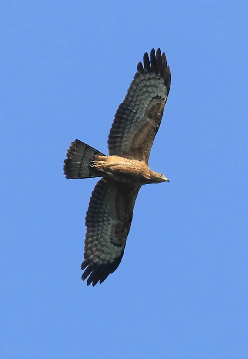 Oriental Honey-buzzard - ML56242531