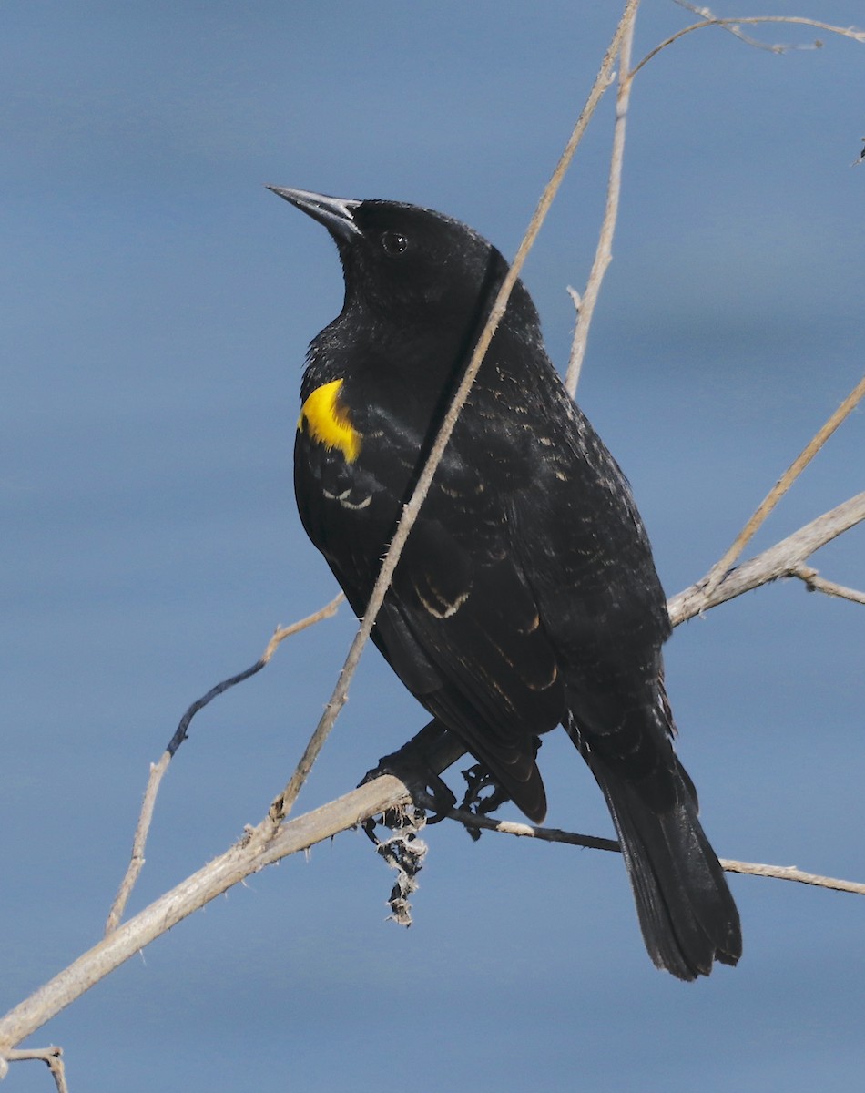 Yellow-winged Blackbird - ML562425421