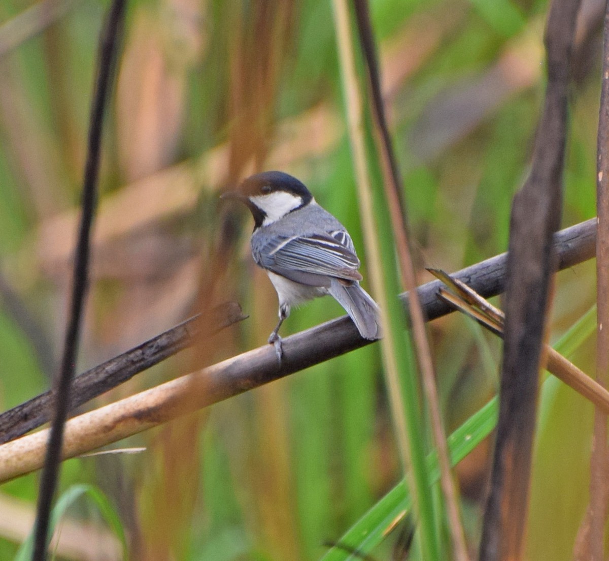 Cinereous Tit - ML56242601