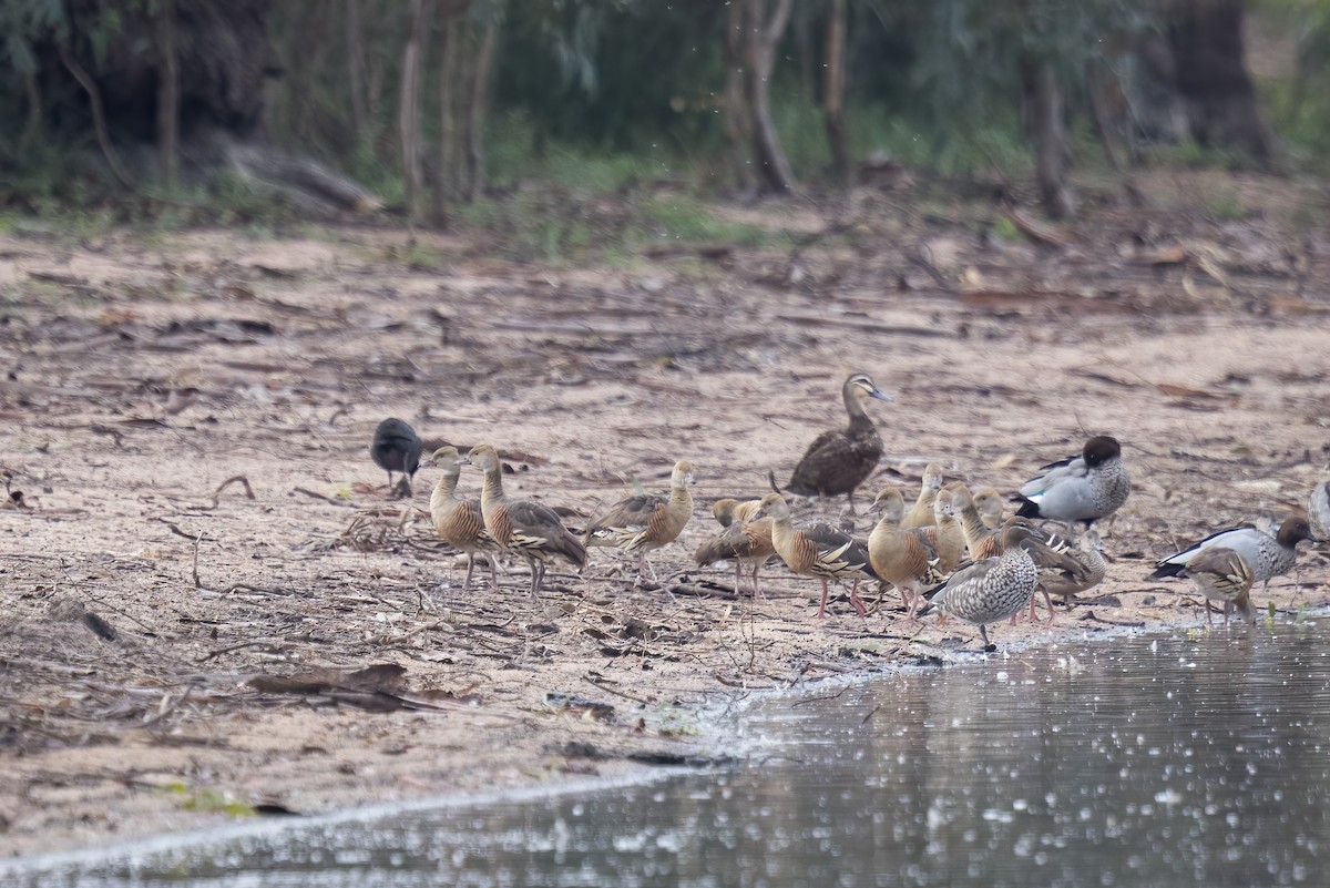 Plumed Whistling-Duck - ML562427001