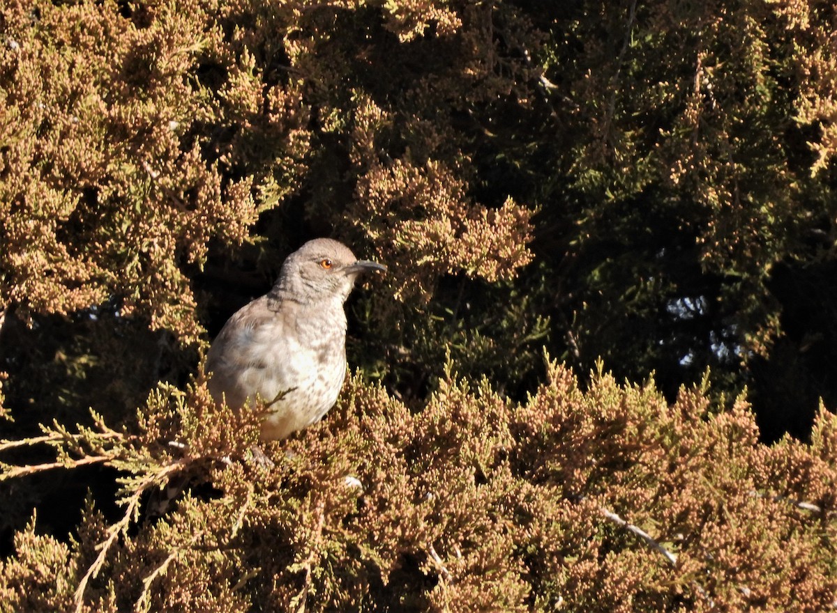 Curve-billed Thrasher - Kimberly Emerson