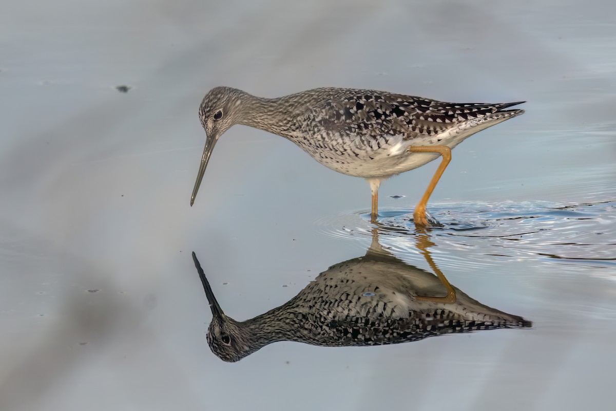 Greater Yellowlegs - Al Caughey