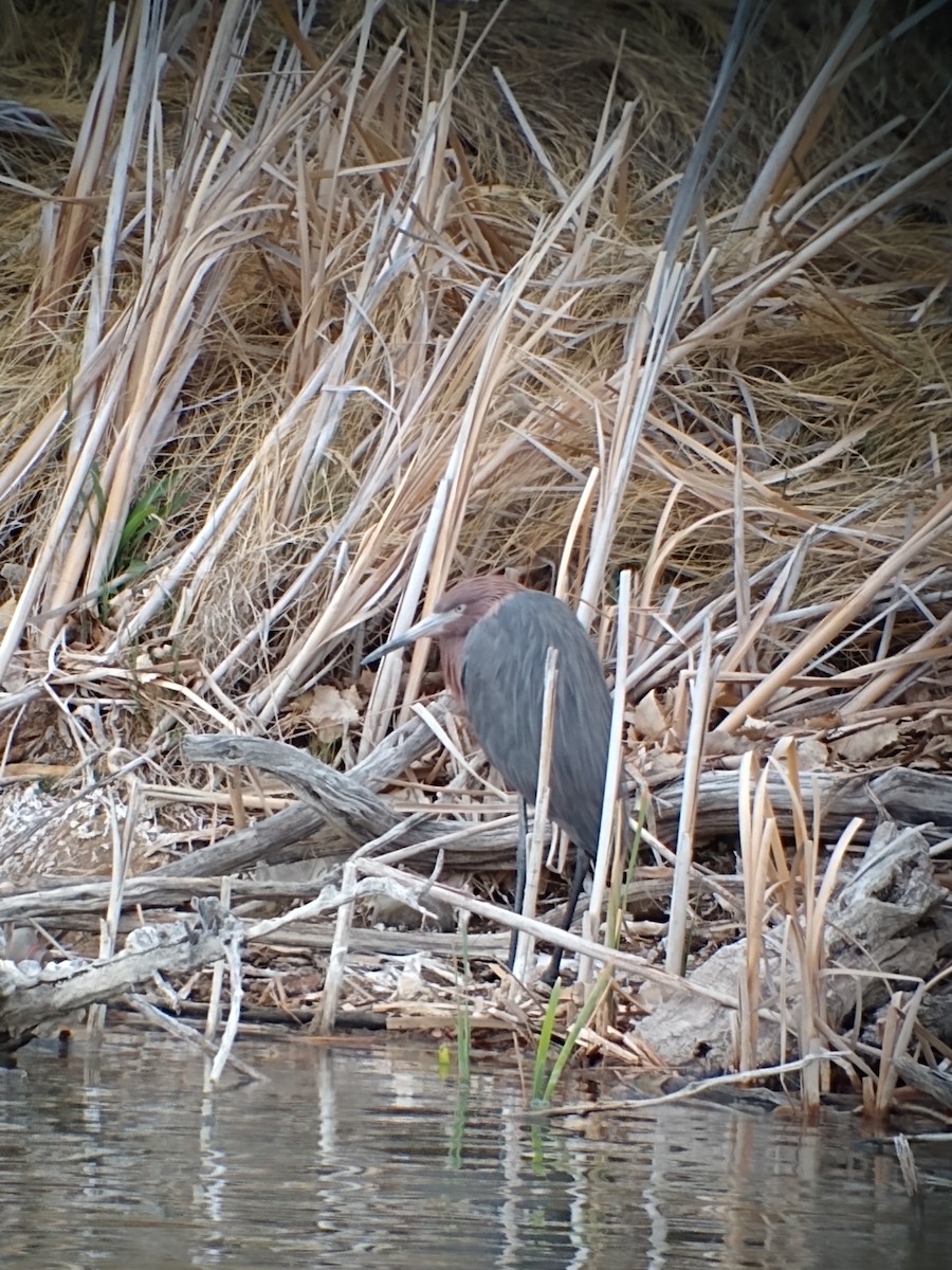 Reddish Egret - ML562431721