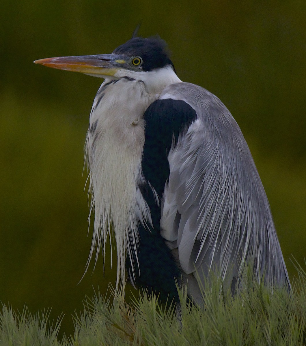 Cocoi Heron - OSCAR PEREDO