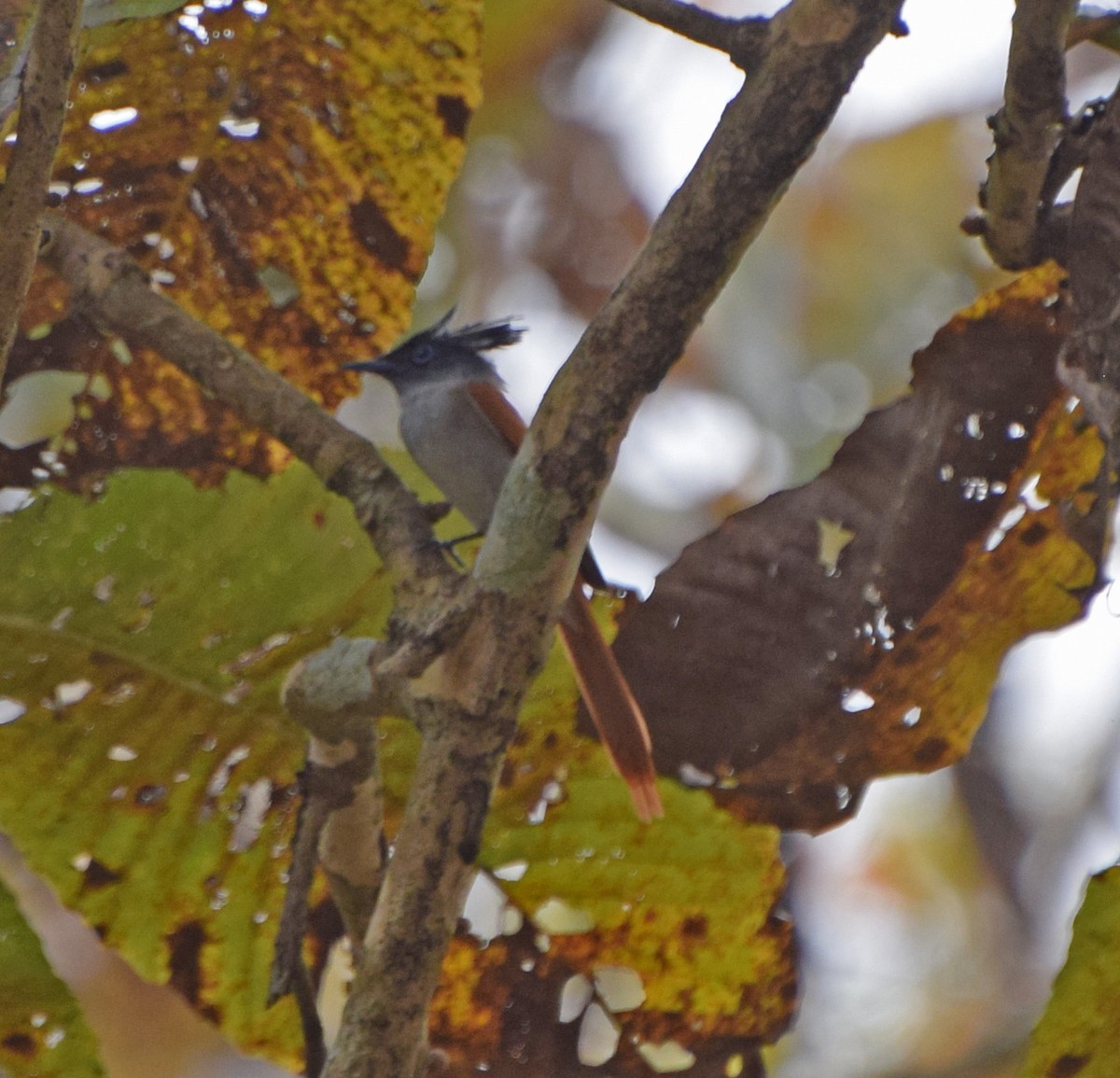 Indian Paradise-Flycatcher - ML56243241