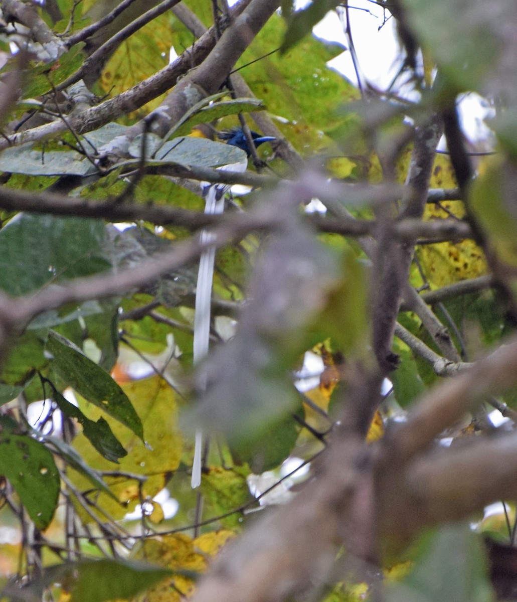 Indian Paradise-Flycatcher - ML56243251