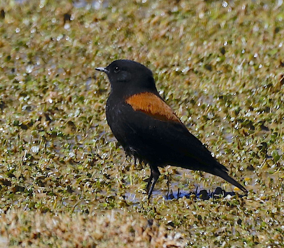 Negrito Austral - ML562432511