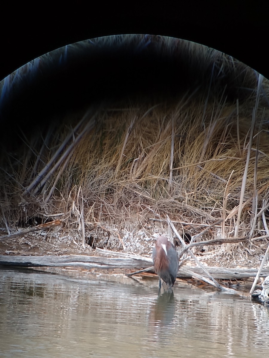 Reddish Egret - ML562432671