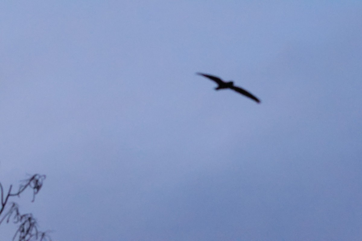 Short-tailed Nighthawk - Luis Barrantes Rodriguez