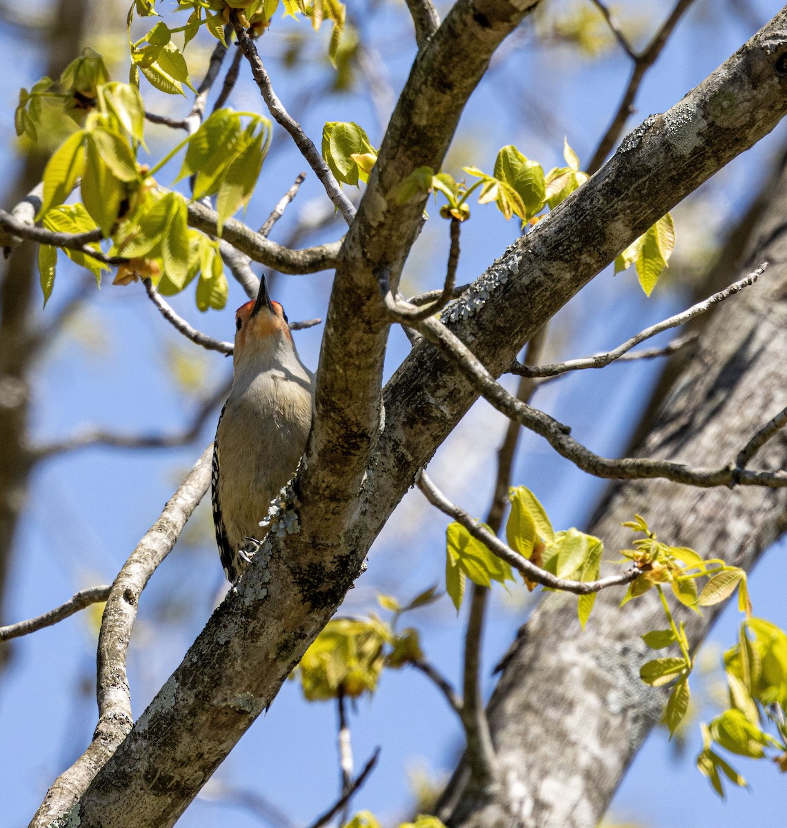 Pic à ventre roux - ML562433201