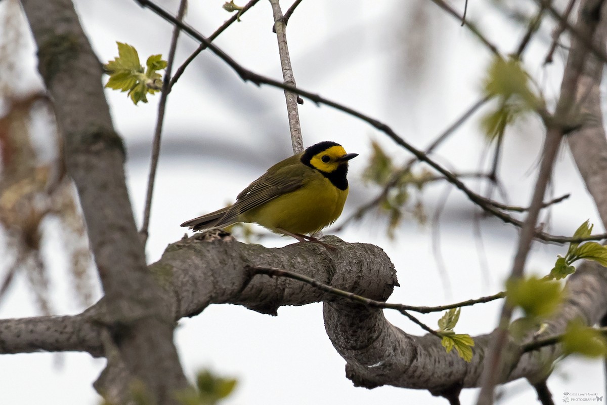 Hooded Warbler - ML562433251