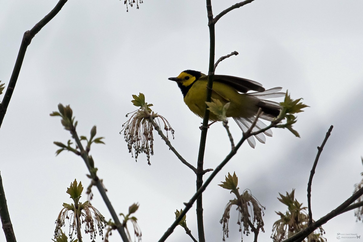 Hooded Warbler - ML562433261