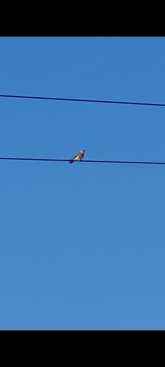 American Kestrel - ML562433751