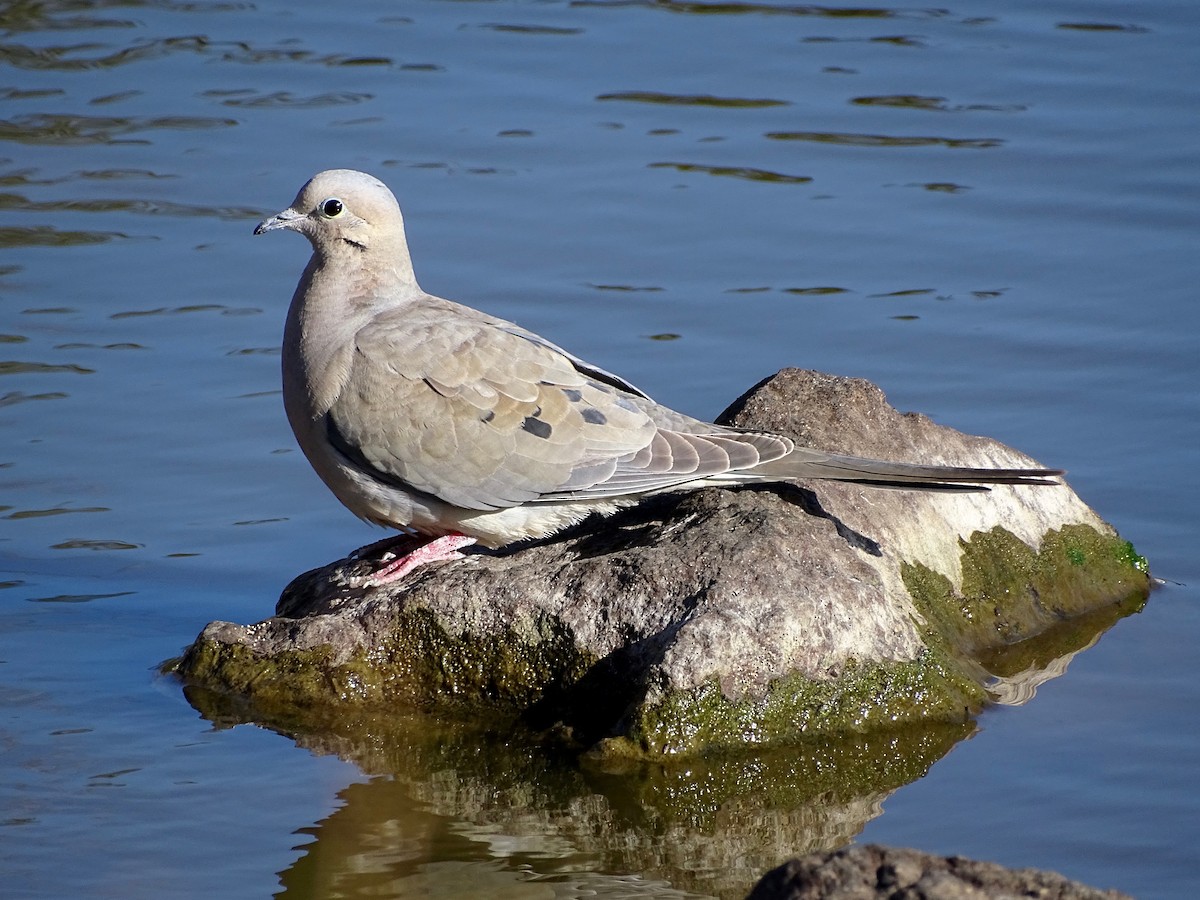 Mourning Dove - ML562435551