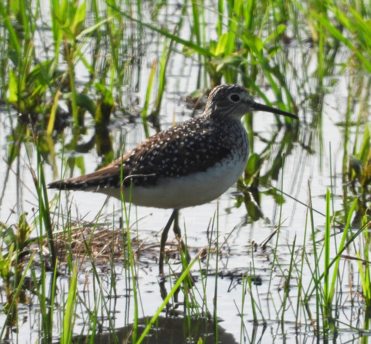 Solitary Sandpiper - ML562439341