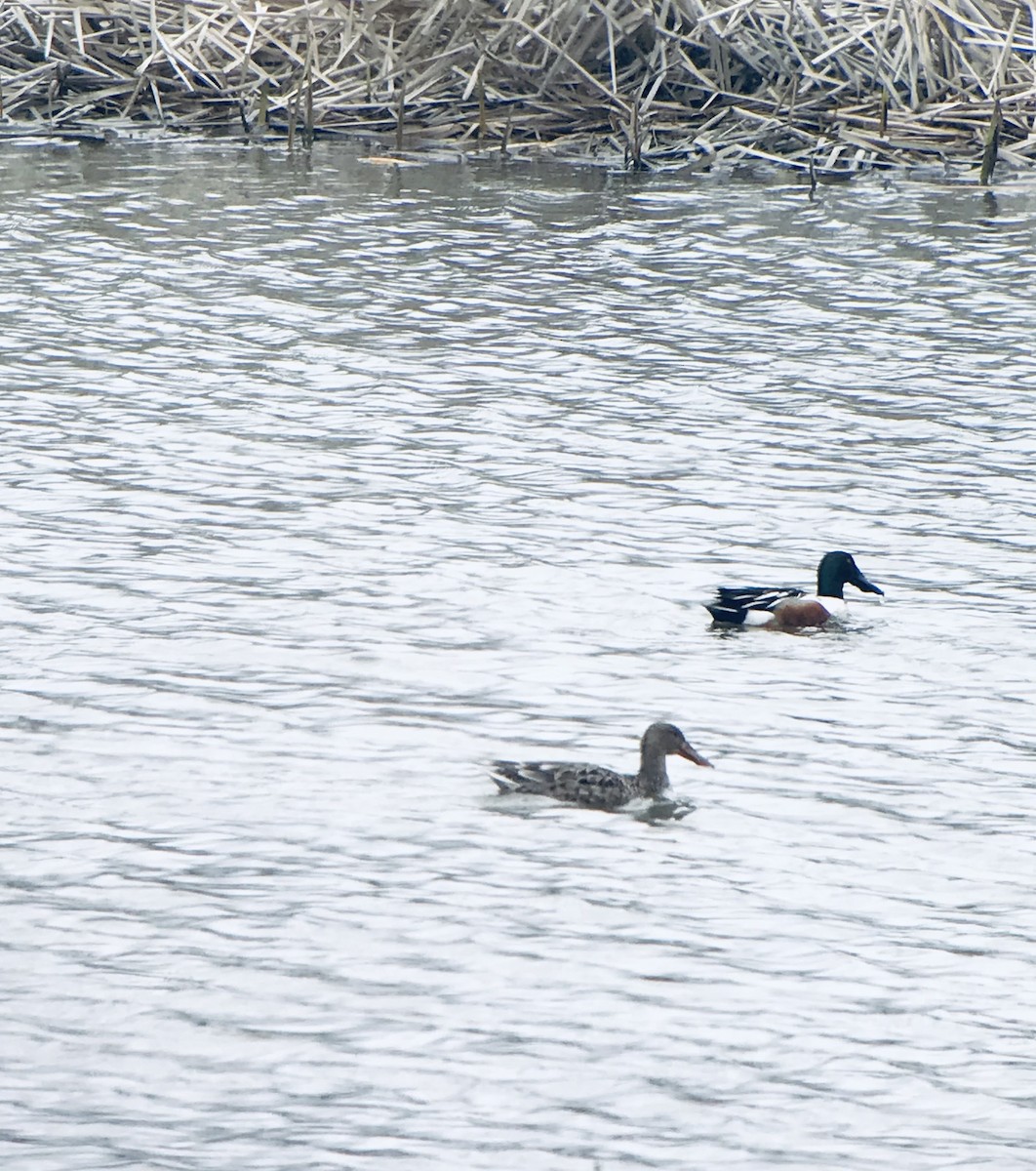 Northern Shoveler - ML562439771