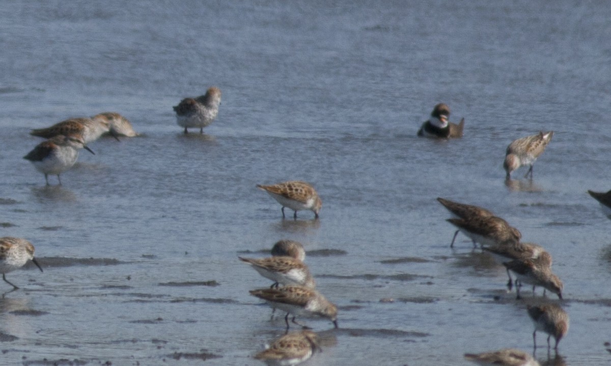 Little Stint - ML56244161