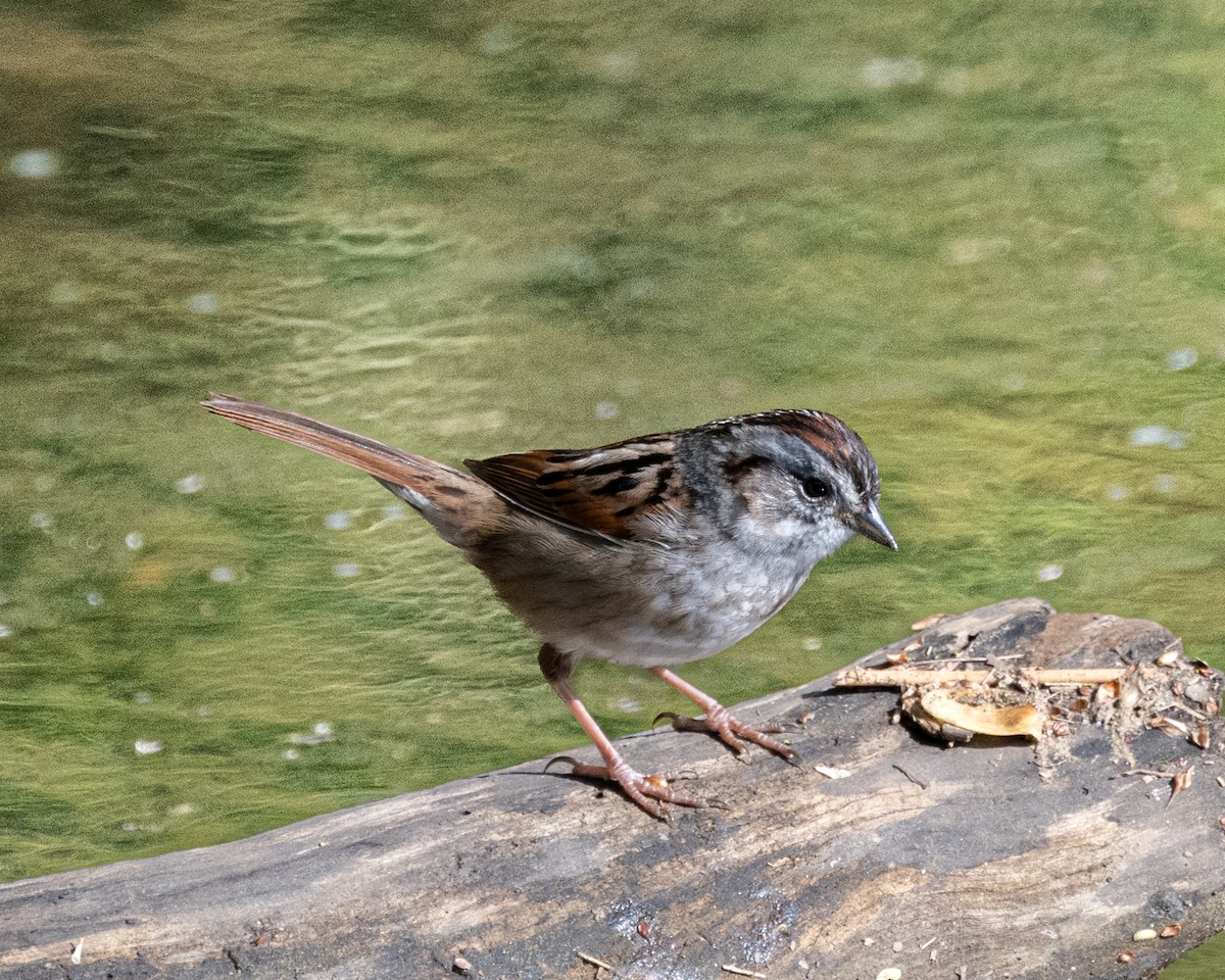 Swamp Sparrow - Peter Rosario
