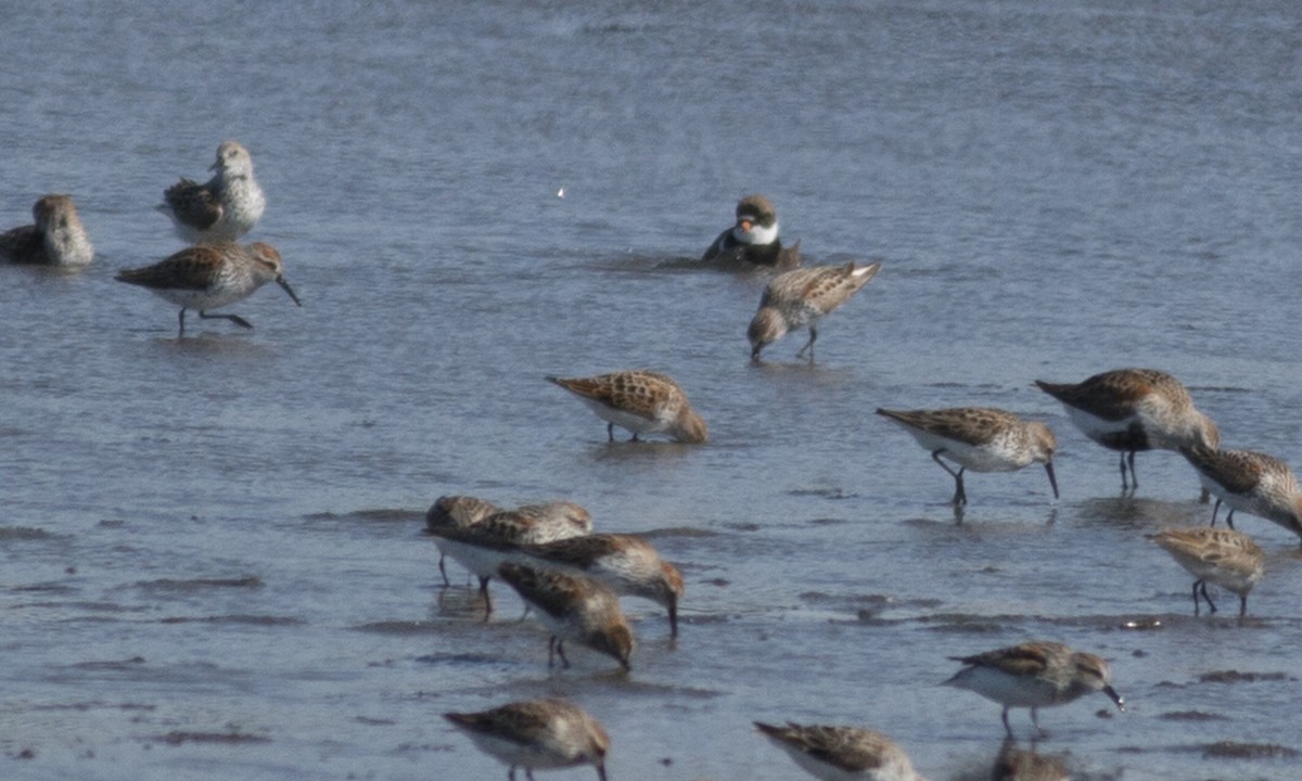 Little Stint - Brian Sullivan