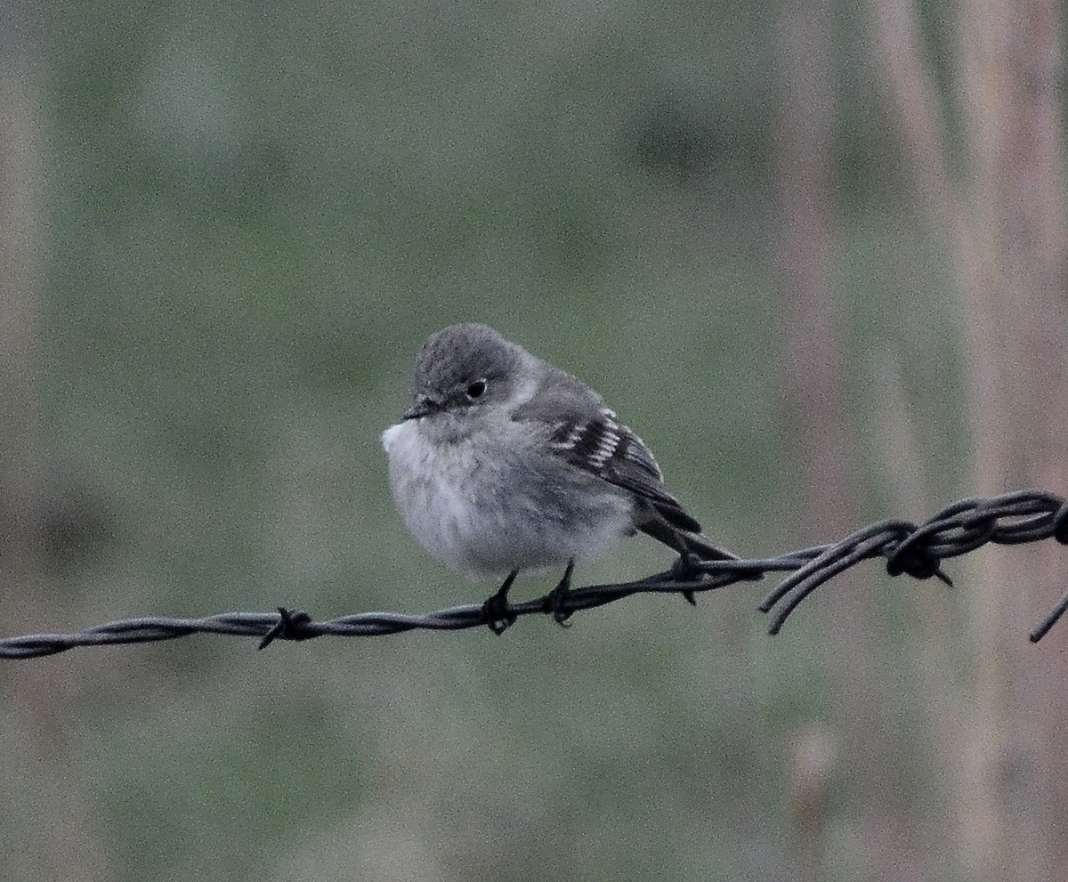 Gray Flycatcher - ML56244291