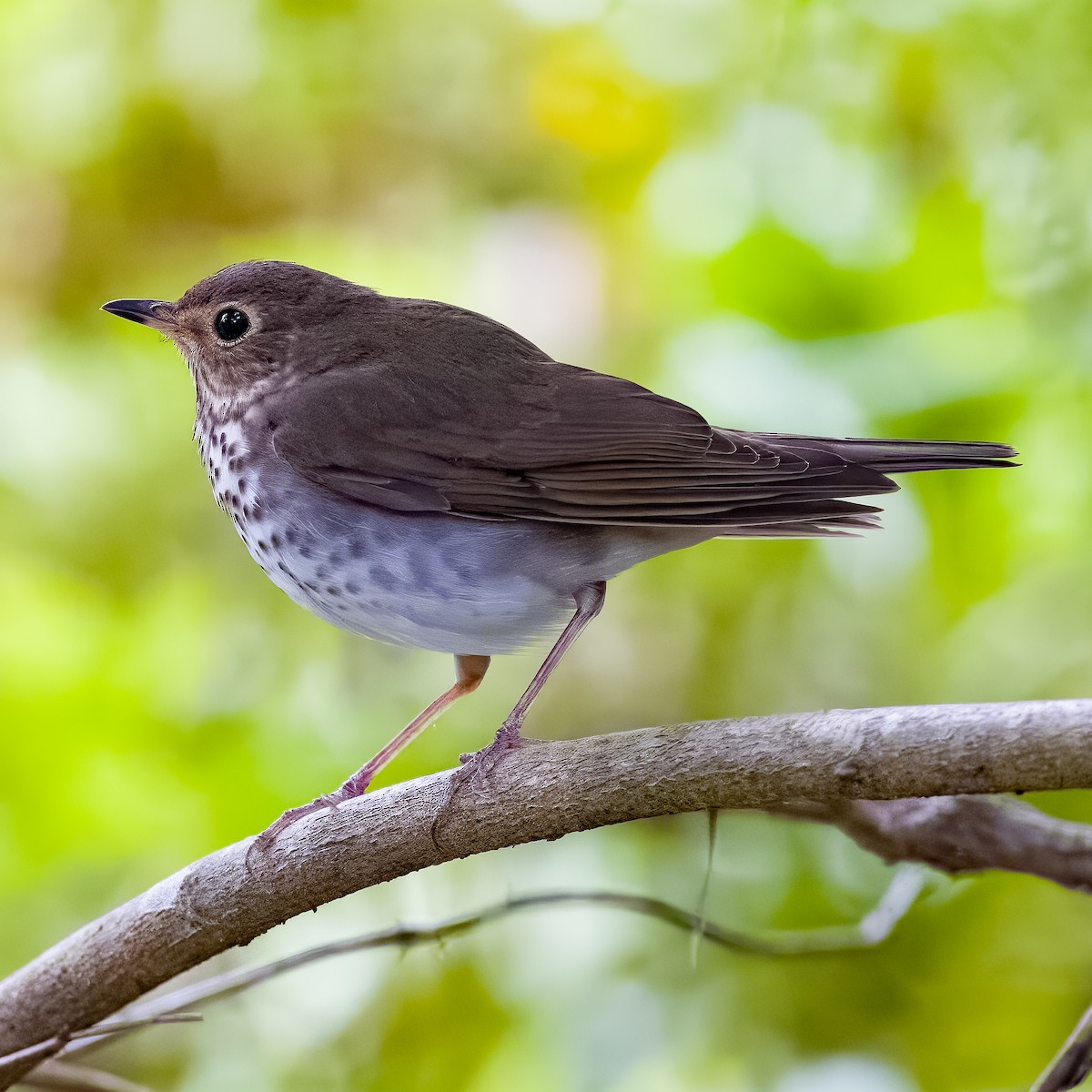 Swainson's Thrush - Wesley Davis