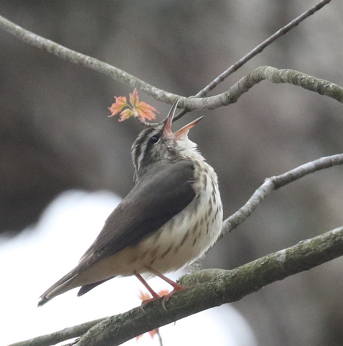 Louisiana Waterthrush - Rick Brigham