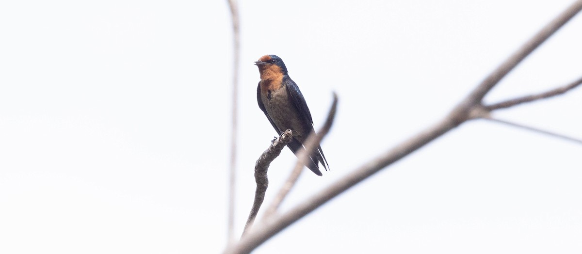 Pacific Swallow - ML562444171