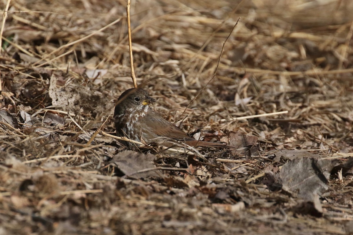 Fox Sparrow - ML562444181