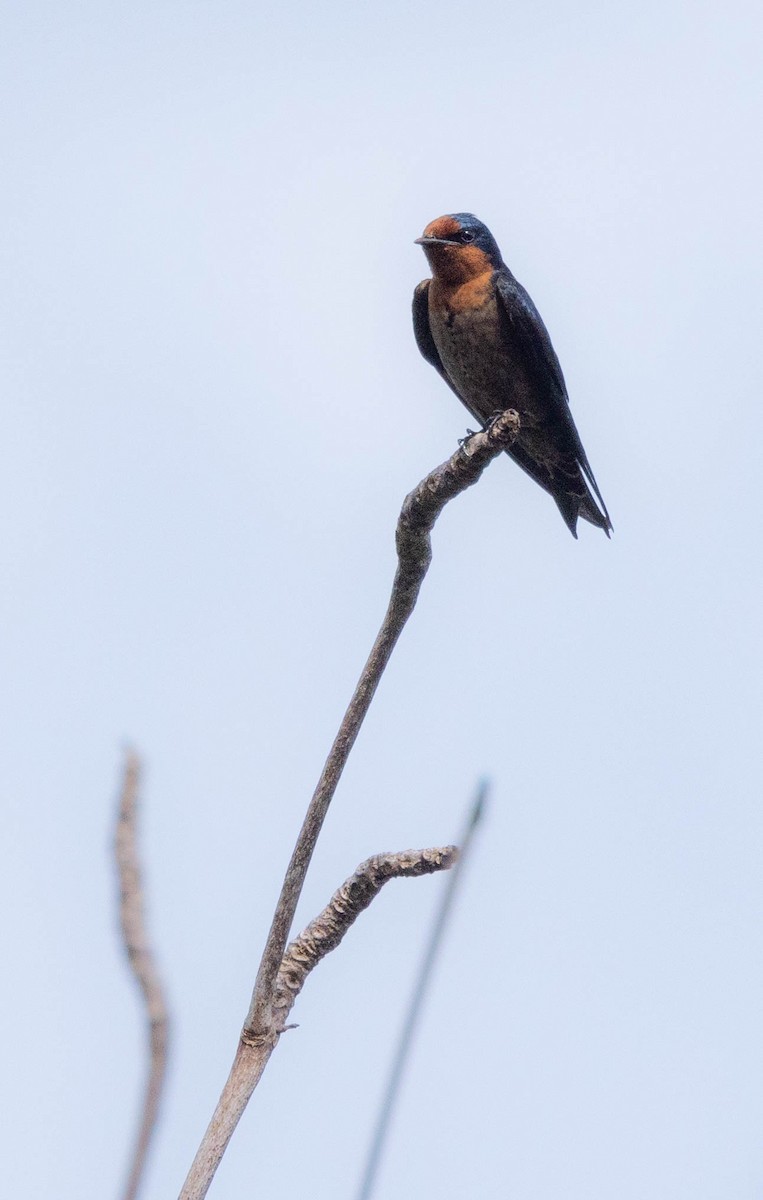 Pacific Swallow - ML562444191