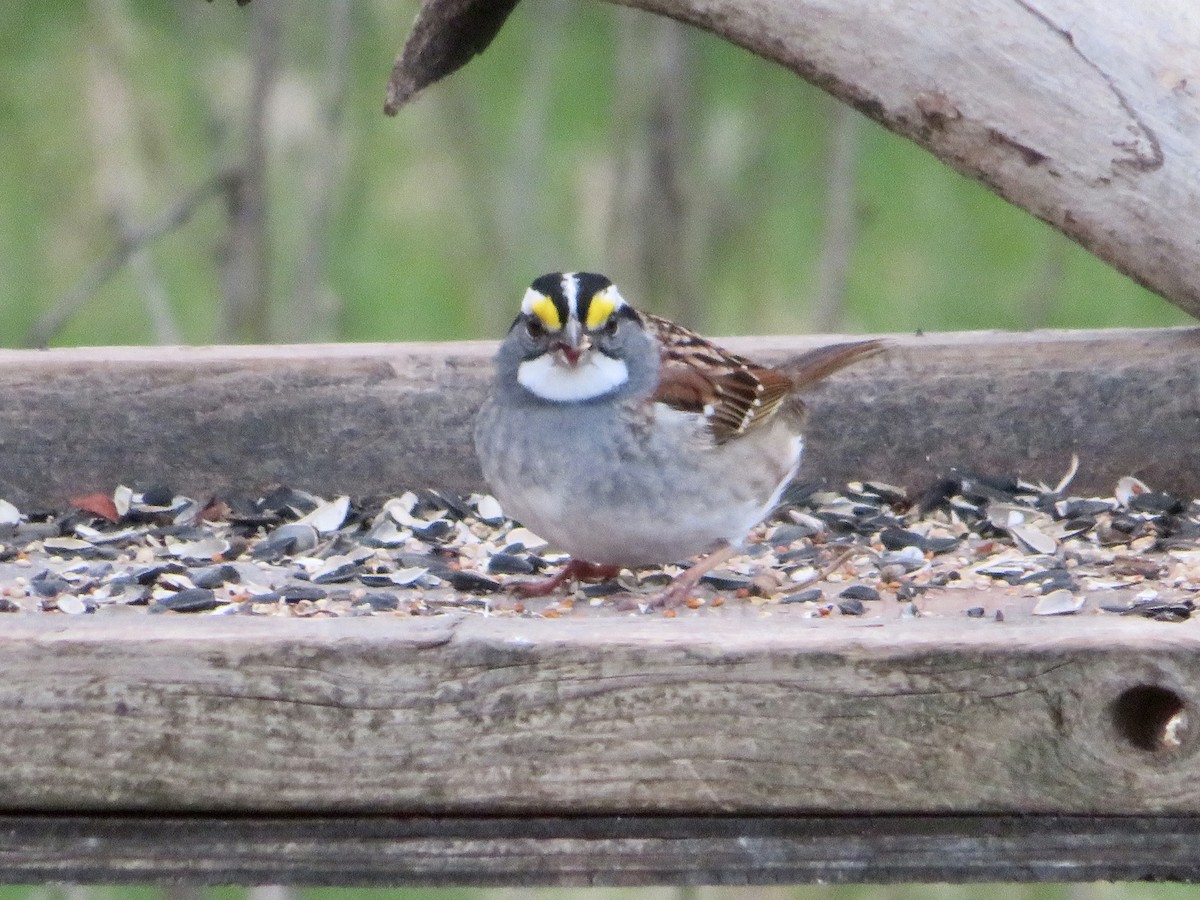White-throated Sparrow - ML562444261