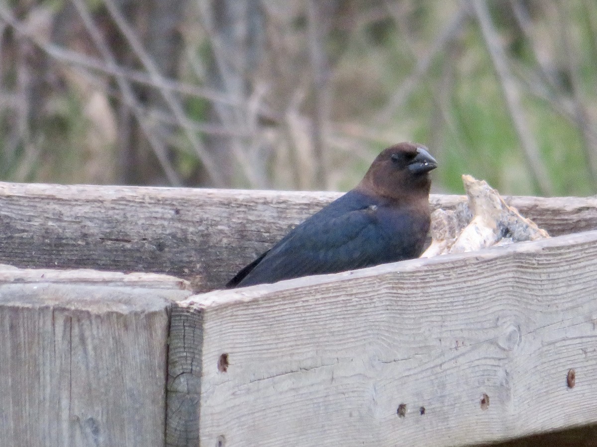 Brown-headed Cowbird - ML562444301