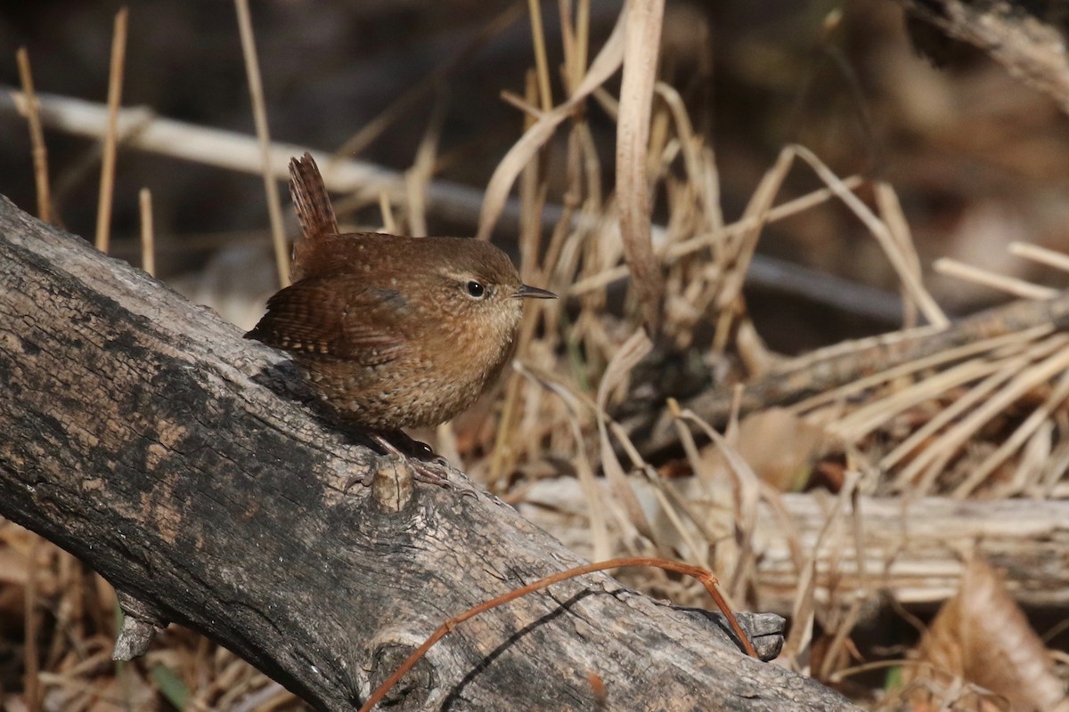 Winter Wren - ML562444971