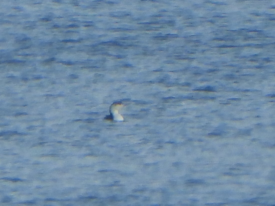 Red-throated Loon - ML562445681