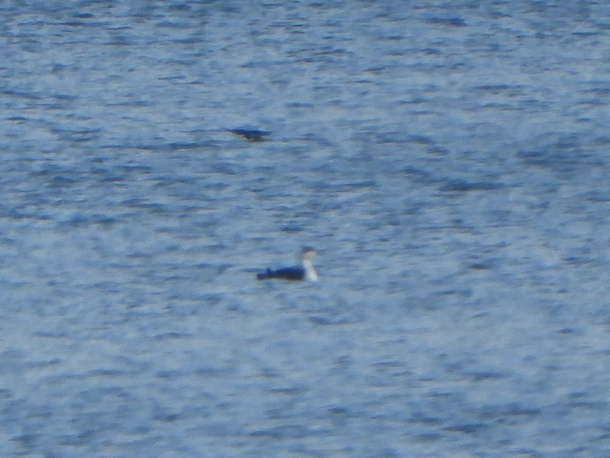 Red-throated Loon - ML562445691