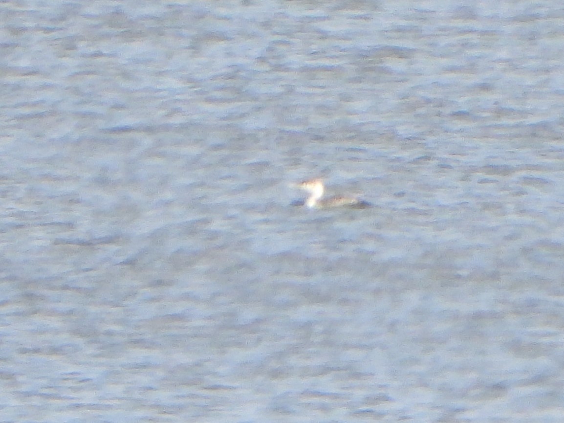 Red-throated Loon - ML562445711