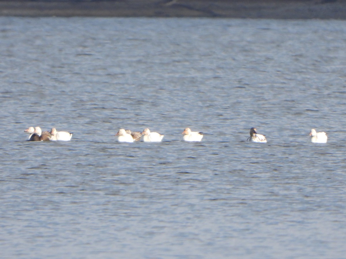 Snow Goose - ML562445741
